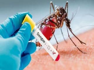 Dengue Alert: Early Signs, Tests And Treatment Explained
