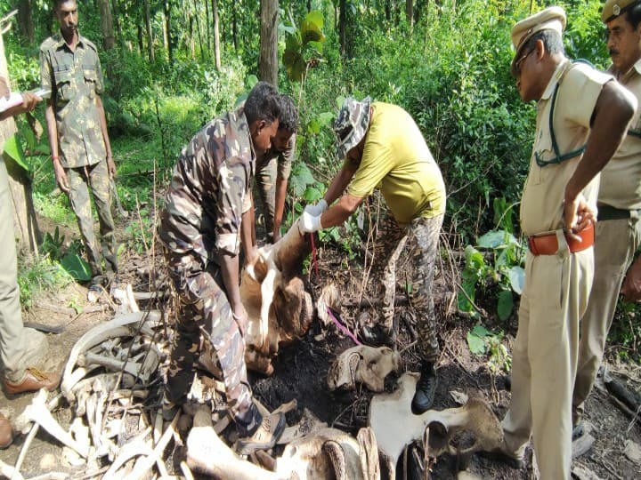கோவையில் தந்தங்கள் வெட்டிக் கடத்தப்பட்ட விவகாரம் ; வனப்பகுதியில் மீட்கப்பட்ட தந்தங்கள்..