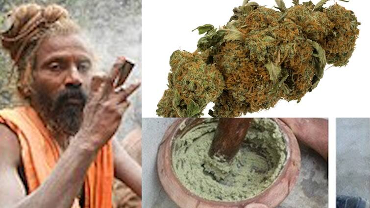 Indian Ganja History WEB Explainer by Sanket vartak ABP Majha | Indian ...