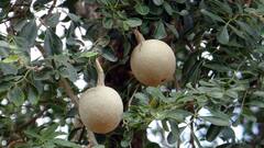 Wood Apple Benefit: কয়েতবেল খেতে পছন্দ করেন? জেনে নেওয়া জরুরি এটা উপকারী নাকি ক্ষতিকর?