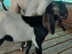 Punjab News: Dengue की वजह से बढ़ी बकरी के दूध की मांग, 500 रुपये प्रति लीटर तक पहुंचे दाम