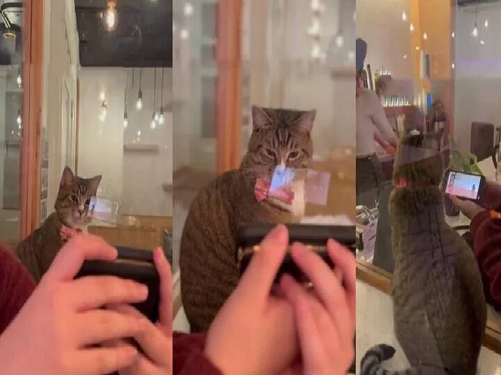 video Of A Cat Who Loves To See Videos On People's Mobile Phones Goes Viral; Watch Watch Video: டிக்டாக் வீடியோ நீங்கதான் பாப்பீங்களா? நானும் பாப்பேன்.. வைரலாகும் மியாவ் வீடியோ