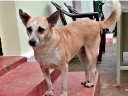Kotagiri Dog drove away beer which came to attack his owner எஜமானரை கடிக்கவந்த கரடியை விரட்டிய நாய் கோத்தகிரி அருகே நெகிழ்ச்சி சம்பவம்!