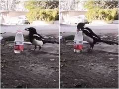 Viral Video: प्यास बुझाने के लिए चिड़िया ने पानी की बोतल में डाले कंकड़, याद आई 'एक कौवा प्यासा' वाली कहानी