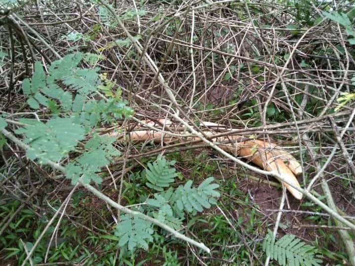 கோவையில் தந்தங்கள் வெட்டிக் கடத்தப்பட்ட விவகாரம் ; வனப்பகுதியில் மீட்கப்பட்ட தந்தங்கள்..