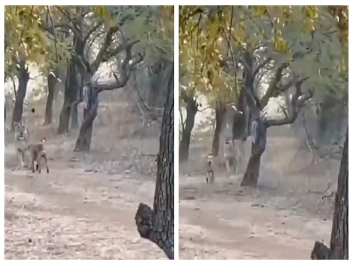 Video of Dog pushing lion goes viral in twitter watch Viral video Watch Video | என்கிட்டயா வம்புக்கு வந்த? : சிங்கத்தை திணறவைத்து ஓடவிடும் நாய்.. வைரல் வீடியோ