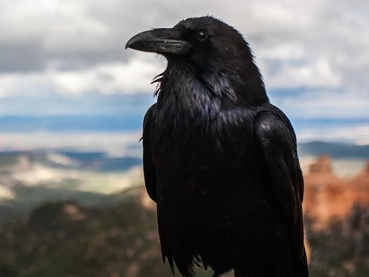 Spirituality: Why Crows Eat Flour, Know In details Spirituality: కాకులకు చావు ఉండదా. కాకికి-కర్మ కాండలకు సంబంధం ఏంటి ...!