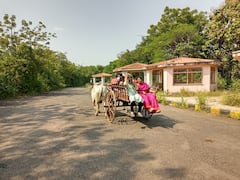 PHOTO : एसटी बस बंदचा अजिंठ्याला आलेल्या पर्यटकांना फटका, लेण्यांच्या पायथ्यापर्यंत जायला बैलगाड्या!