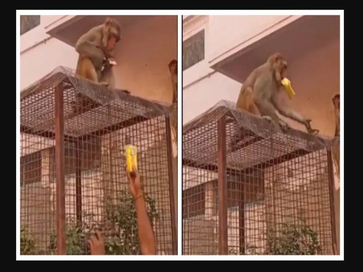 Video of Intelligent Monkey playing with a man goes viral in twitter Watch Video: ‛நீ ஒன்னு குடு.. நான் ஒன்னு தரேன்..- புத்திசாலி குரங்கின் சேட்டை வைரல் வீடியோ !