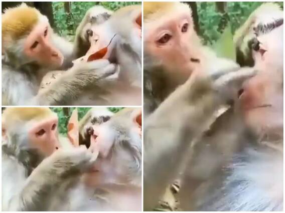 Viral video: सोशल मीडिया पर वायरल हुआ दो बंदरों का रोचक वीडियो, यूजर्स बोले ब्यूटीशियन को छोड़ा पीछे Viral video: सोशल मीडिया पर वायरल हुआ दो बंदरों का रोचक वीडियो, यूजर्स बोले ब्यूटीशियन को छोड़ा पीछे