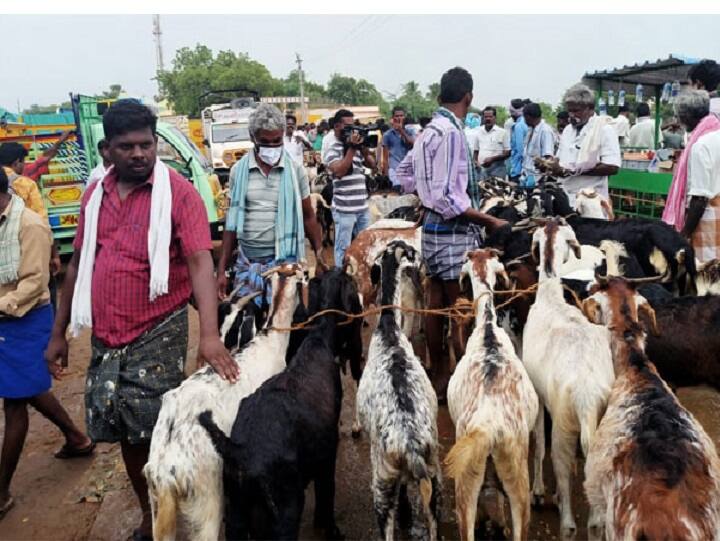 Diwali: Cuddalore Veppur goat shandy; Rs.4 crore trade in just 4 hours 4 மணி நேரத்தில் ரூ.4 கோடிக்கு விற்றுத் தீர்த்த ஆடுகள்... களைகட்டும் தீபாவளி!