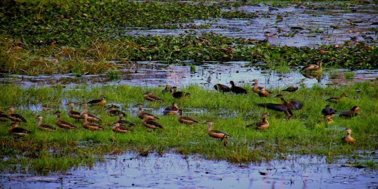 West Burdwan Initiatives to beautify Durgapur with Rs 2.5 crore to bring back the migrants birds দূষণে বিমুখ পরিযায়ীদের ফেরাতে আড়াই কোটি দিয়ে সৌন্দর্যায়নের উদ্যোগ দুর্গাপুরে