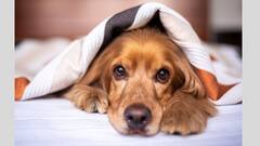 Diwali 2021: দীপাবলিতে কীভাবে বাড়ির পোষ্য সদস্যটিকে উদ্বেগমুক্ত রাখবেন?