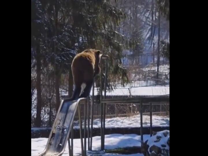 watch video bear sliding down in play ground goes viral watch video: நாங்களும் சறுக்குவோம்ல....போலாம் ரைட்.... சறுக்குமரம் விளையாடும் கரடி!. வைரல் வீடியோ..!