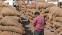 ગોંડલ માર્કેટિંગ યાર્ડ દિવાળી દરમિયાન 7 દિવસ બંધ, ભરપૂર પ્રમાણમાં મગફળીની આવક