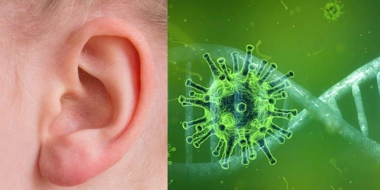 Covid 19 hearing Loss New evidence that SARS-CoV-2 virus can infect the inner ear Covid 19 hearing Loss : করোনার থাবায় নষ্ট হচ্ছে শ্রবণশক্তি, শরীরের ব্যালেন্স ! গবেষণায় চমকে দেওয়া তথ্য