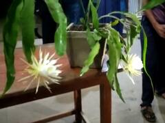 மயிலாடுதுறை: நள்ளிரவில் பூத்த பிரம்ம கமலம் மலர் - செல்பி எடுத்து பிராத்தனை செய்த பொதுமக்கள்...!