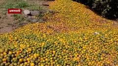 Nagpur Orange Loss : विदर्भातील गोड संत्र्याचं कडू वास्तव;शेतकऱ्यांवर संत्री रस्त्यावर फेकण्याची वेळ