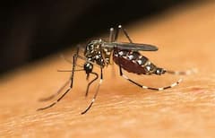 Dengue: হাওড়ায় ডেঙ্গি আক্রান্ত হয়ে মৃত বালিকা, পুরসভাকেই দায়ী করছে এলাকার বাসিন্দারা। Bangla News