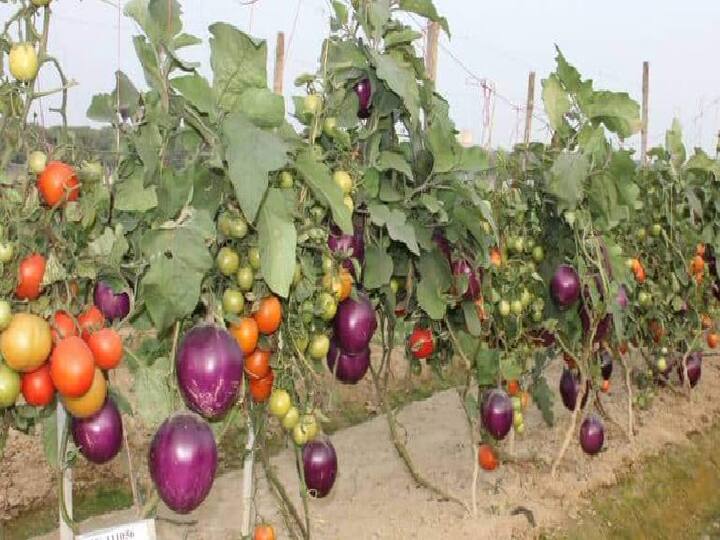 potato and tomato in same plant named brimato वाराणसीच्या वैज्ञानिकांचा भन्नाट शोध; टोमॅटो-वांग्यापासून तयार केलं 'ब्रिमॅटो'