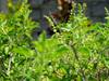 Medicinal Plants: మీ ఇంట్లో ఈ మొక్కలు ఉంటే... మీ ఇల్లే ఒక ఫార్మసీ