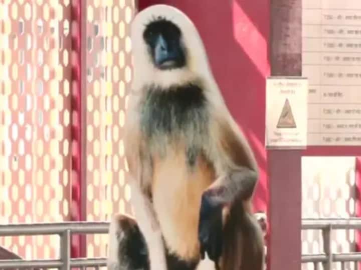 UP: बंदरों को भगाने के लिए लखनऊ मेट्रो स्टेशन पर तैनात किए गए 'लंगूर', जानिए क्या है पूरा मामला