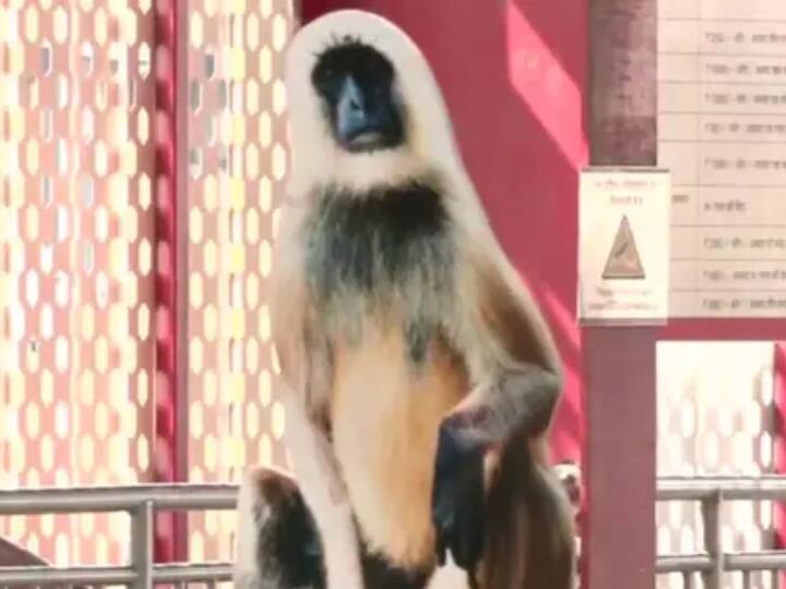 Langur deployed at Lucknow metro station to drive away monkeys know what is the whole matter UP: बंदरों को भगाने के लिए लखनऊ मेट्रो स्टेशन पर तैनात किए गए 'लंगूर', जानिए क्या है पूरा मामला
