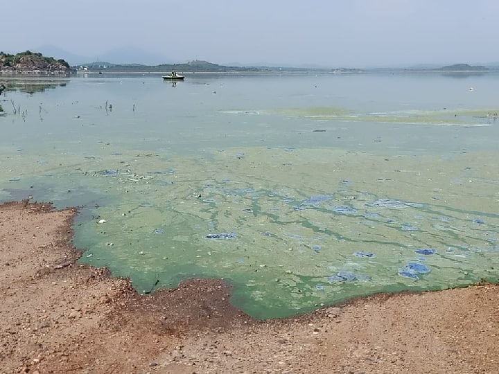 This is the reason why the water of Mettur Dam turns green மேட்டூர் அணை நீர் பச்சை நிறமாக மாறியதற்கு இதுதான் காரணம்...