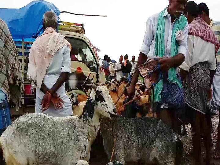 Echo of Deepavali festival - Goats sold for one crore in Thiruvadanai தீபாவளி பண்டிகை எதிரொலி - திருவாடனையில் ஒரு கோடிக்கு ஆடுகள் விற்பனை