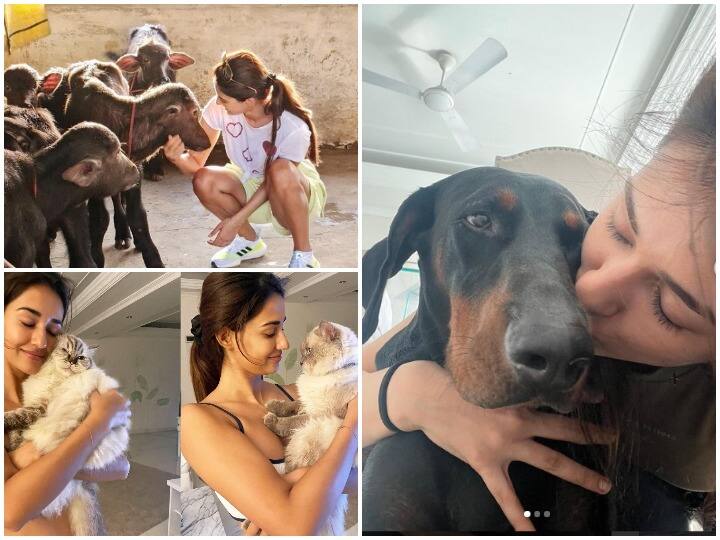 This is how Disha Patani releasing her work stress with pet dogs 'Bella' and 'Goku', Viral Pictures Bella-Goku को कडल कर अपना वर्क स्ट्रेस रिलीज कर रही एक्ट्रेस Disha Patani, Viral हुई तस्वीरें