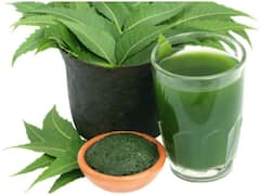 Health Care Tips: तेजी से मोटापा करना है कम? नीम के जूस का करें सेवन