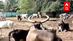 Diwali 2021 : नाशिकच्या शेतकरी कुटुंबात कशी साजरी केली जाते आहे वसुबारस ? जाणून घ्या