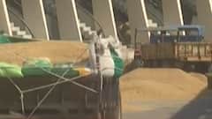 અમદાવાદઃ ડાંગર પકવતા ખેડૂતોની બગડી દિવાળી, ખેડૂતોએ સરકાર પર શું લગાવ્યા આરોપ?