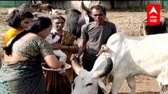 Diwali 2021 : वसुबारस...दीपोत्सवाचा पहिला दिवस कोल्हापुरात भक्तिमय वातावरणात साजरा...