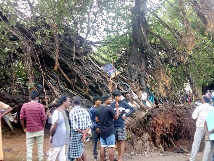 The 100-year-old banyan tree at the Thanjavur Housing Board flat collapsed தஞ்சாவூர் வீட்டு வசதி வாரியக் குடியிருப்பிலிருந்த 100 ஆண்டுகள் பழைமையான ஆலமரம் சாய்ந்தது