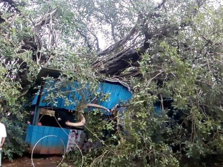 தஞ்சாவூர் வீட்டு வசதி வாரியக் குடியிருப்பிலிருந்த 100 ஆண்டுகள் பழைமையான ஆலமரம் சாய்ந்தது