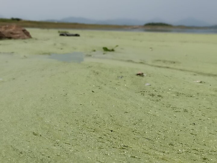 மேட்டூர் அணை நீர் பச்சை நிறமாக மாறியதற்கு இதுதான் காரணம்...