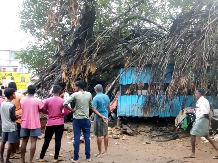 தஞ்சாவூர் வீட்டு வசதி வாரியக் குடியிருப்பிலிருந்த 100 ஆண்டுகள் பழைமையான ஆலமரம் சாய்ந்தது