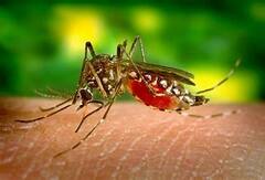 Dengue: পশ্চিম মেদিনীপুরে লাফিয়ে বাড়ছে ডেঙ্গি, শাসক দলকে নিশানা BJP-র। Bangla News