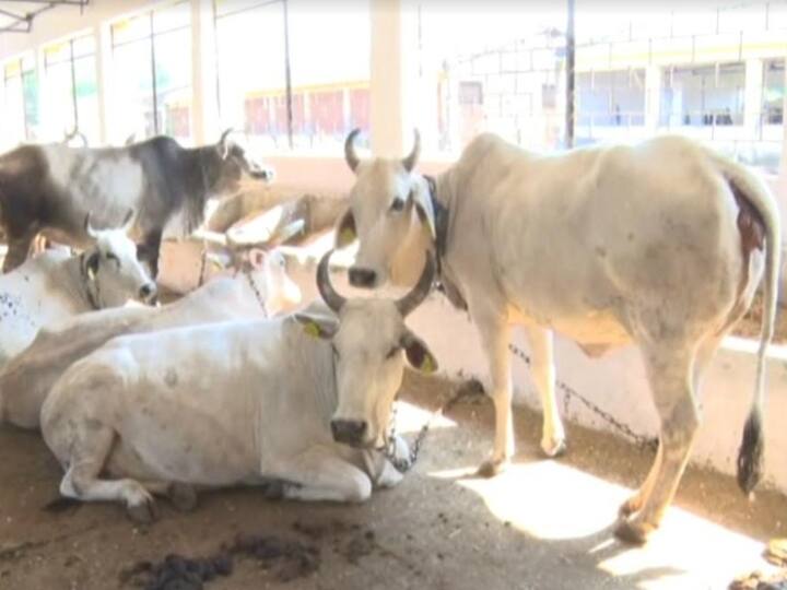 Veterinary scientists of Jabalpur did wonders, Improved High quality cow will be born through surrogacy ANN Madhya Pradesh: सरोगेसी के जरिये जन्मेगी उन्नत किस्म की गाय, जबलपुर के वेटनरी वैज्ञानिकों ने किया कमाल