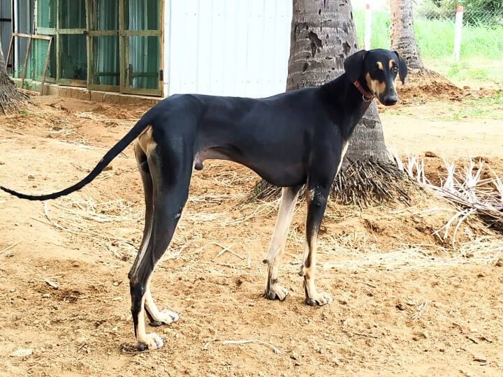 Kanni Sippiparai Dogs: ’கூர்முகம் உடைய கன்னி, சிப்பிப்பாறை நாய்கள்’ இன வழி கண்டறிதல்..!