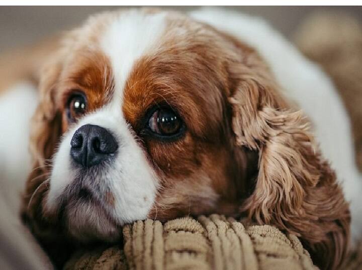 How to safeguard your pets in this festive season உங்க செல்ல பிராணிகளுக்கும் ஹேப்பி தீபாவளியா இருக்கணுமா? இதெல்லாம் ஃபாலோ பண்ணுங்க..