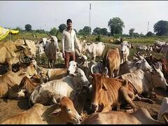 Yavatmal : म्हाताऱ्या, आजारी गायींचं माहेरघर; यवतमाळमधील संत उद्धव बाबा गोरक्षण धाम