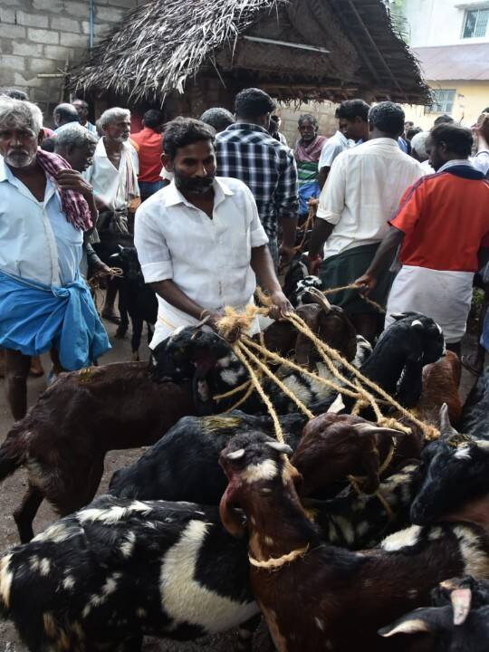 வெள்ளாட்டு குழம்பு ருசியாக இருக்கும் நீரேத்தான் கிராம விவசாயிகள் வாடிப்பட்டி சந்தையில்.