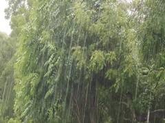 Maharashtra Rain Update : ऐन दिवाळीत पावसाचा बेरंग, राज्यात पुढील दोन- तीन दिवस पावसाची शक्यता