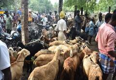 மதுரையில் தீபாவளிக்கு ஆடு விற்பனை ஜோர் ; தீபாவளி க்ளிக்ஸ்
