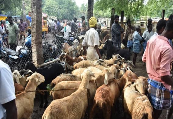 மதுரையில் தீபாவளிக்கு ஆடு விற்பனை ஜோர் ; தீபாவளி க்ளிக்ஸ் மதுரையில் தீபாவளிக்கு ஆடு விற்பனை ஜோர் ; தீபாவளி க்ளிக்ஸ்