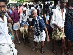 மதுரையில் தீபாவளிக்கு ஆடு விற்பனை ஜோர் ; தீபாவளி க்ளிக்ஸ்