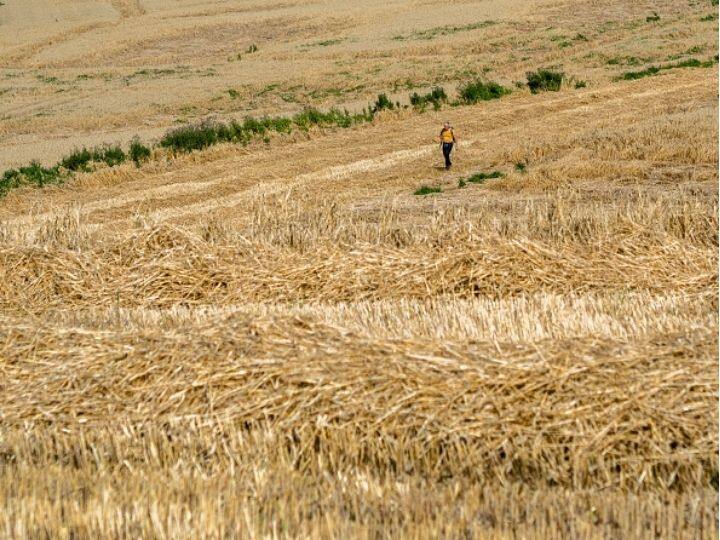 New NASA Study Shows How Climate Change Could Impact Wheat And Maize Production By 2030 New NASA Study Shows How Climate Change Could Impact Wheat And Maize Farming In Next 10 Years