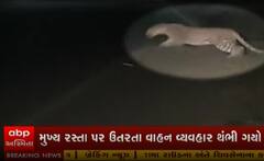 નવસારીઃ રસ્તાં વચ્ચે અચાનક દીપકો આવી જતાં લોકોમાં ફફડાટ, જુઓ લટાર મારતા દીપડાનો વીડિયો........